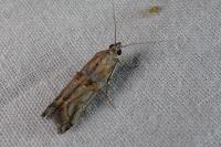 Asalebria florella
