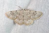 Charissa variegata
