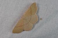 Cyclophora suppunctaria