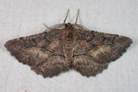 Nychiodes notarioi