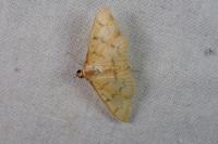 Patania balteata
