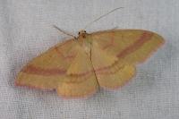 Rhodostrophia calabra