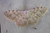 Scopula submutata roseonitens