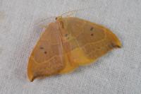 Watsonalla binaria
