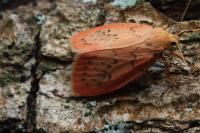 Miltochrista miniata