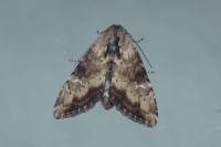Apamea scolopacina