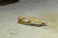 Catoptria gr. permutatellus