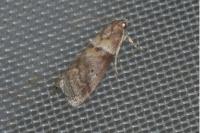 Acrobasis consociella