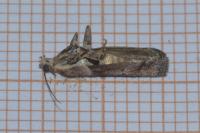 Acrobasis consociella