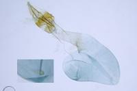Acrobasis consociella