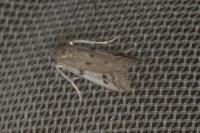 Phycitodes binaevella