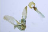 Phycitodes binaevella