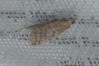 Ephestia woodiella