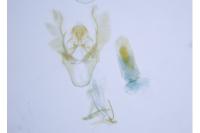 Ephestia woodiella