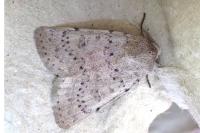 Hoplodrina respersa