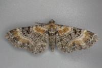 Eupithecia pyreneata