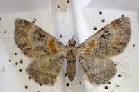 Eupithecia pyreneata