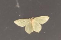 Hemithea aestivaria