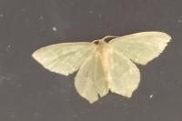 Hemithea aestivaria