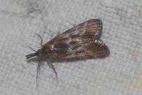 Hypochalcia lignella