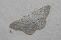 Scopula incanata