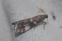 Assara terebrella