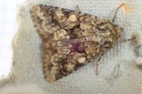 Conisania luteago olbiena