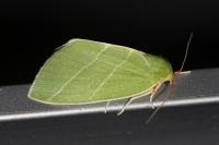 Bena bicolorana