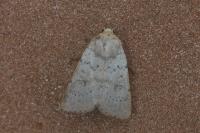 Hoplodrina respersa