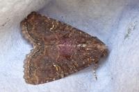 Mesapamea secalella/secalis
