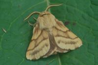 Malacosoma castrense