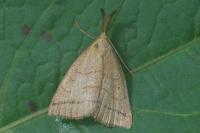 Polypogon tentacularia