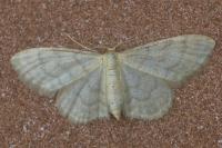 Idaea dilutaria