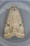 Heliothis nubigera
