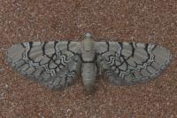 Eupithecia venosata
