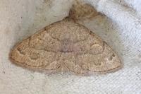 Paracolax tristalis