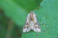 Actinotia polyodon