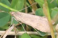 Nomophila noctuella