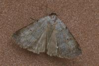 Lygephila viciae