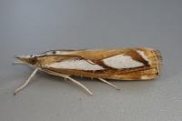 Catoptria permutatellus