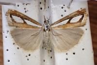 Catoptria permutatellus