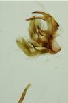 Catoptria permutatellus