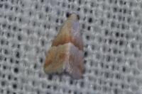 Eublemma parva