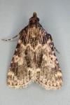 Aglossa caprealis