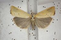 Xanthocrambus saxonellus