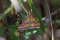 Pyrausta sanguinalis