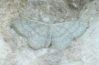 Idaea deversaria