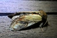 Notodonta ziczac