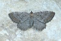 Philereme vetulata