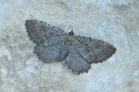 Philereme vetulata